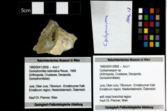 Foto (Objekt + Etiketten) von Cycloprosopon sp. 